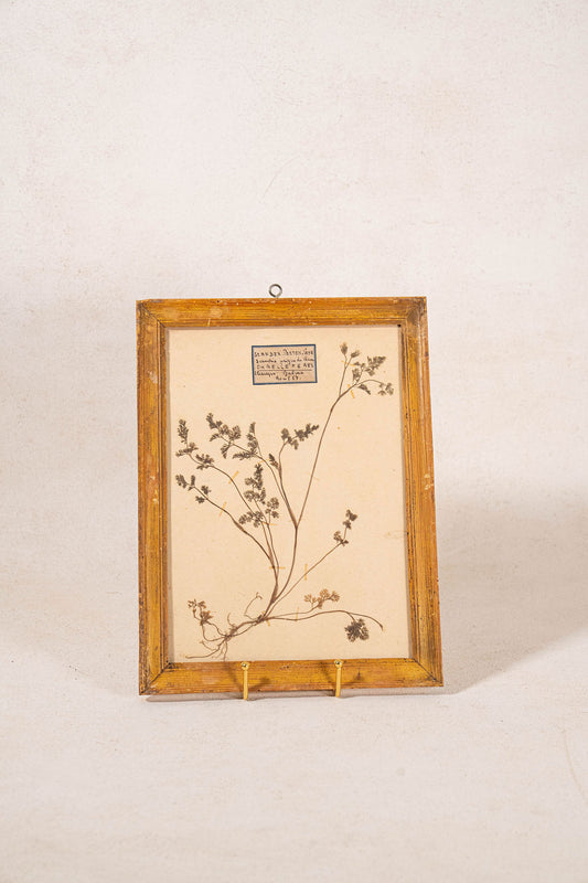 Antique French Framed Herbarium (c. 1857) with Original Glass