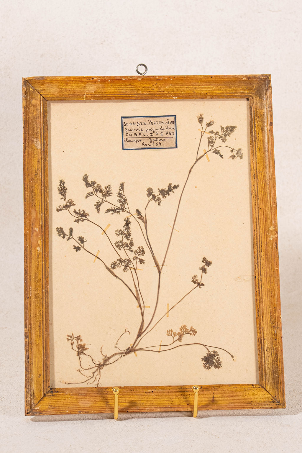 Antique French Framed Herbarium (c. 1857) with Original Glass