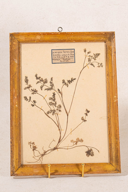 Antique French Framed Herbarium (c. 1857) with Original Glass