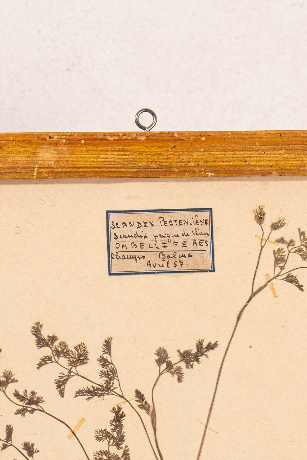 Antique French Framed Herbarium (c. 1857) with Original Glass
