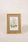 Load image into Gallery viewer, Antique Botanical Engraving (c. 1870) | Floating on Sage Linen in Contemporary Gold Frame
