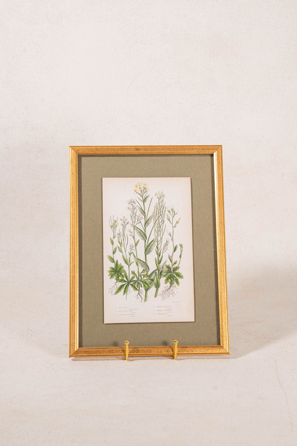 Antique Botanical Engraving (c. 1870) | Floating on Sage Linen in Contemporary Gold Frame