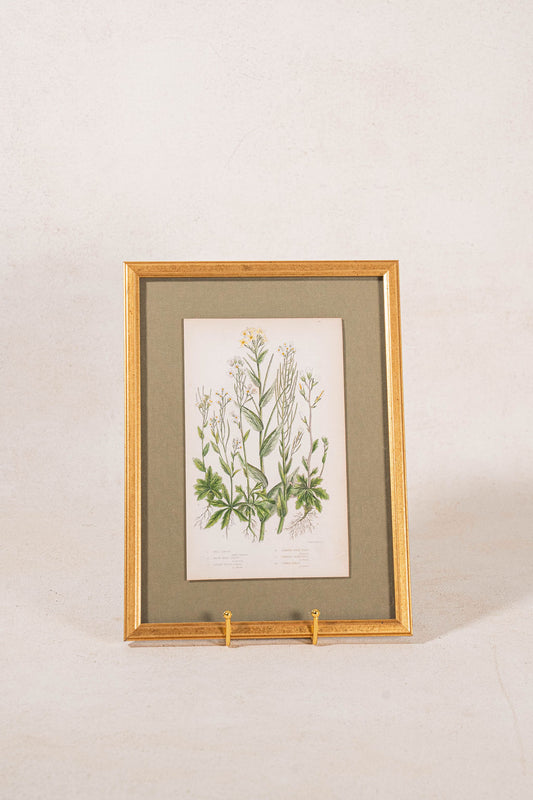 Antique Botanical Engraving (c. 1870) | Floating on Sage Linen in Contemporary Gold Frame