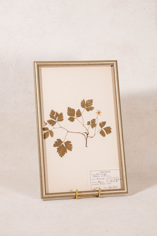 Framed Herbarium (Finland, c. 1928-30) in Custom Beaded Champagne Frame