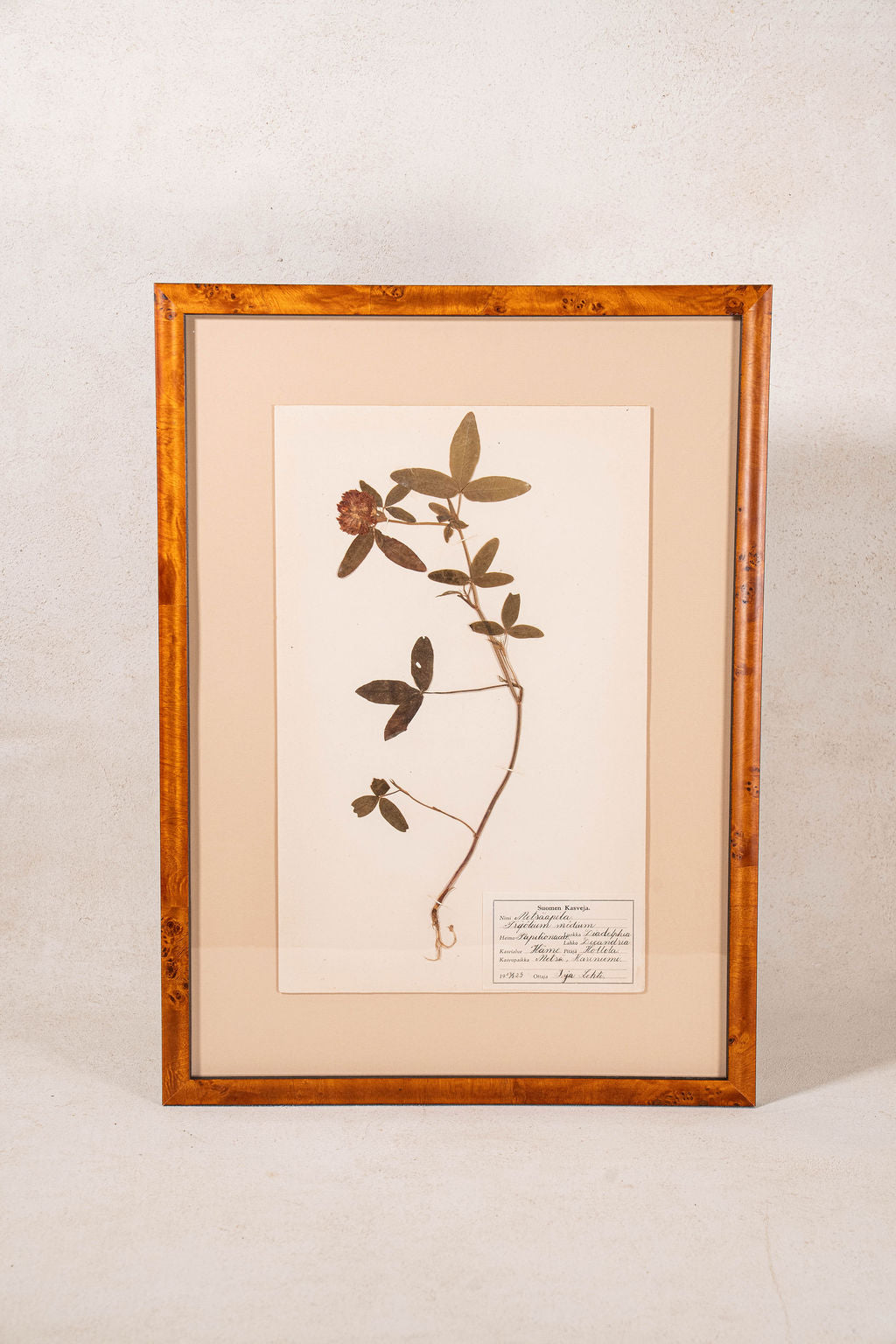 Framed Herbarium (Finland, c. 1928-30) Float Mount in Custom Burl Frame