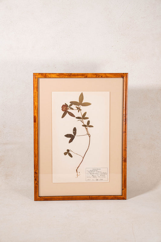 Framed Herbarium (Finland, c. 1928-30) Float Mount in Custom Burl Frame
