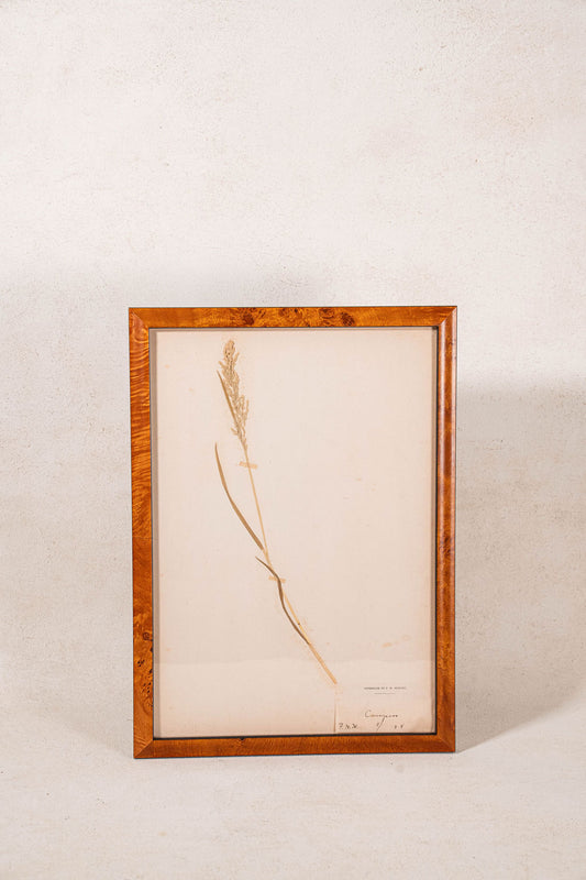 TRIO of Antique Herbarium Grasses (c. 1908) in Custom Burl Wood Frames