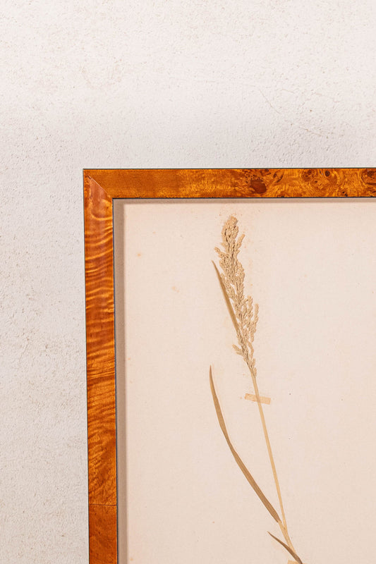 TRIO of Antique Herbarium Grasses (c. 1908) in Custom Burl Wood Frames