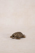 Load image into Gallery viewer, Vintage Lift-Shell Brass Turtle
