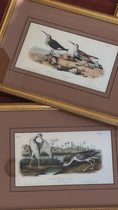 Load and play video in Gallery viewer, Framed Bird Print by John J. Audubon
